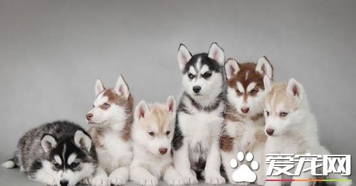 狗狗每天应喂几次  详解狗吃啥毛色亮