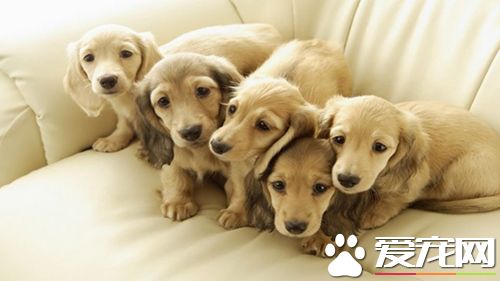 适宜家庭饲养的狗 详解适合各个场景人群的狗狗