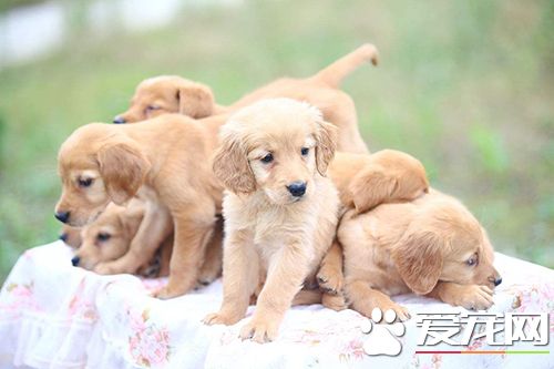 如何挑选健康的狗 宠物狗挑选技巧