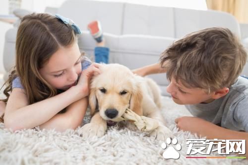 狗狗每天应喂几次  详解狗吃啥毛色亮