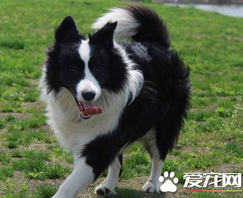 遛狗应注意什么  运动量多少才适合使肥胖的狗狗减肥