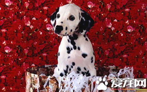 遛狗应注意什么  运动量多少才适合使肥胖的狗狗减肥