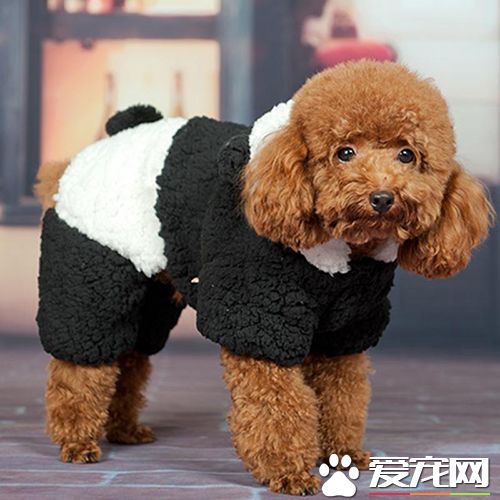 如何确定狗的发情期 狗的交配方法及注意事项