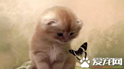 狗的不同姿态所表达的情绪  注意听懂狗的 “语言”