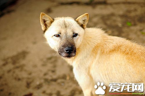 狗狗不同季节如何正确管理 狗一年四季管理汇总