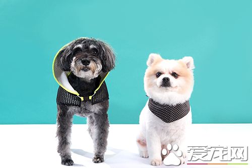 如何确定狗的发情期 狗的交配方法及注意事项