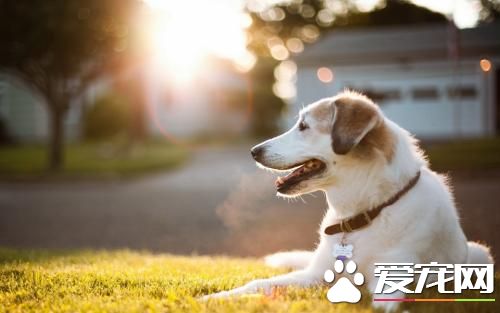 如何让狗不吃路边食物  让狗狗不撒野训练技巧