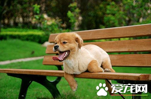 如何让狗给主人帮忙 训练让狗反应敏捷