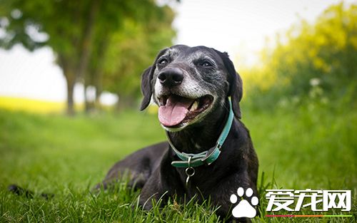 如何保证宠物在家中的安全 外出旅游安置家中宠物方法