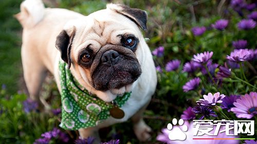 怎么才能让狗狗听话 对幼犬进行呼名训练教程