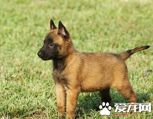 如何让小狗站起来 教小狗握手教程技巧