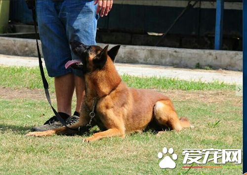 如何驯养小狗狗 调教狗的手段与原则