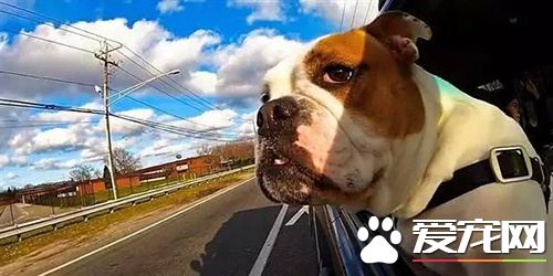 如何带狗坐车 训练狗不晕车方法