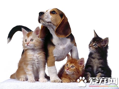 如何防止狗乱叫 制止幼犬夜吠的方法