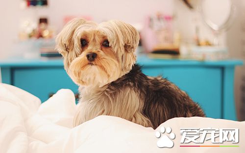 如何给狗洗澡 给小狗洗澡时的注意事项