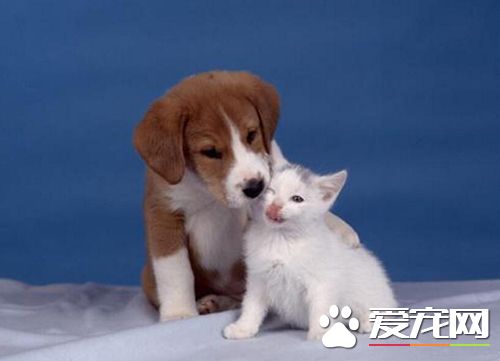 如何阻止狗随便扑人 去除狗毛的小技巧