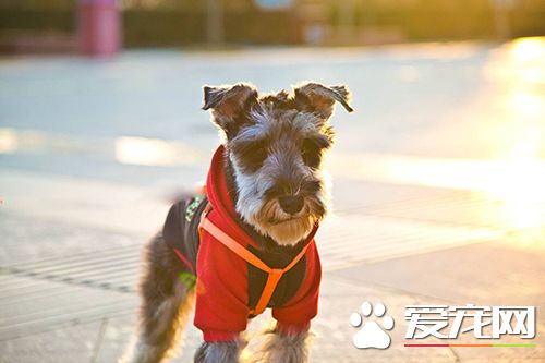 如何清理狗的眼屎 狗狗眼睛的保护技巧