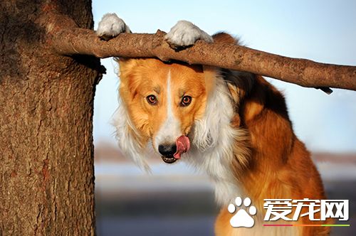 养狗要注意搞好环境卫生 不同类狗洗澡的方法