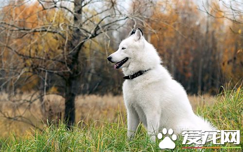 如何给狗刷牙 狗生牙垢应及时清洁教程