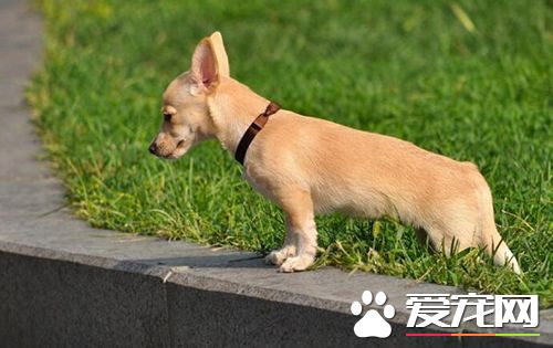 如何为狗清耳垢  狗耳螨须常清理