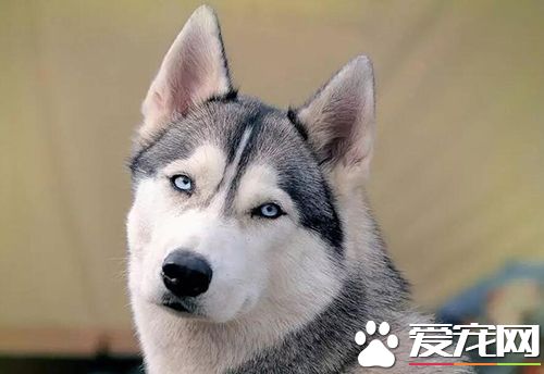 如何去除狗的黑眼圈 狗面部的修剪常识