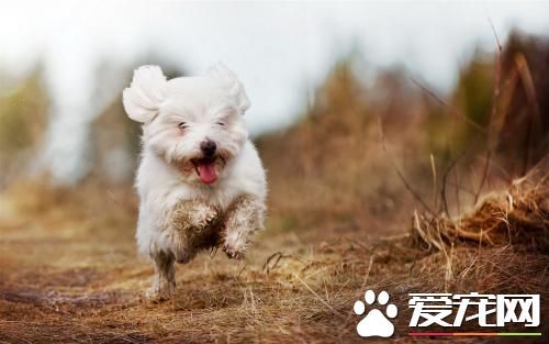 狗狗抑郁症怎么治 狗抑郁症的解决方案