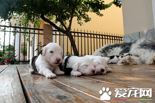 狗健康的六个警报 狗狗发烧处置详细方法