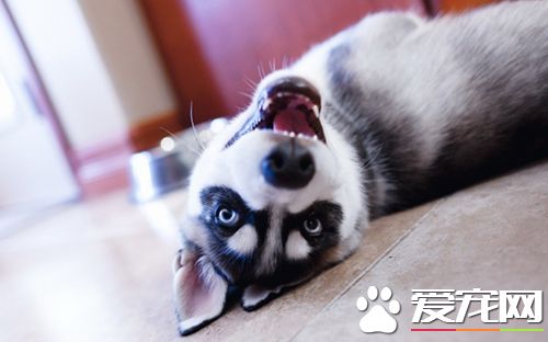 狗狗腹泻如何处置 狗呕吐的原因及治疗