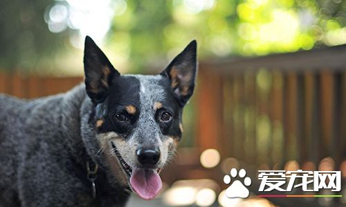 如何治疗狗皮肤病 狗瘟热要早治