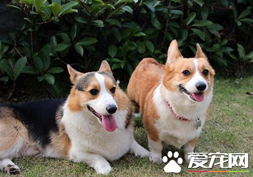 新生幼犬都要做哪些免疫 幼犬免疫最佳时间及注意事项