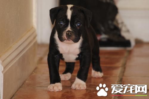 如何预防宠物病 狂犬病的主要症状