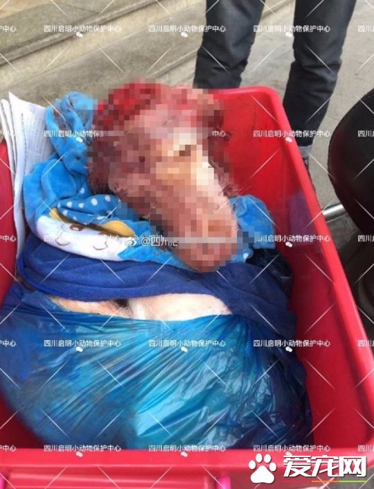 成都一金毛犬遭划70余刀死亡 郫都警方已介入调查