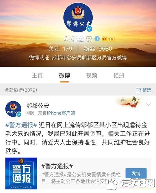 成都一金毛犬遭划70余刀死亡 郫都警方已介入调查