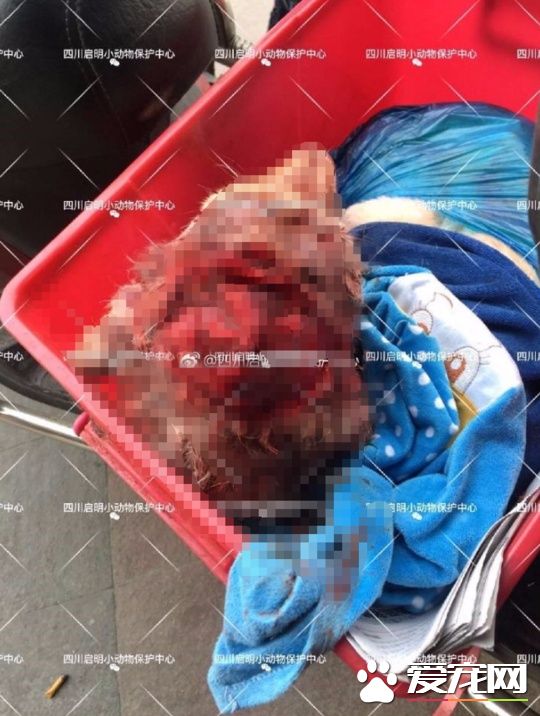 成都一金毛犬遭划70余刀死亡 郫都警方已介入调查