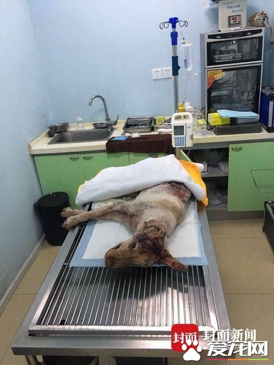 成都一金毛犬遭划70余刀死亡 郫都警方已介入调查