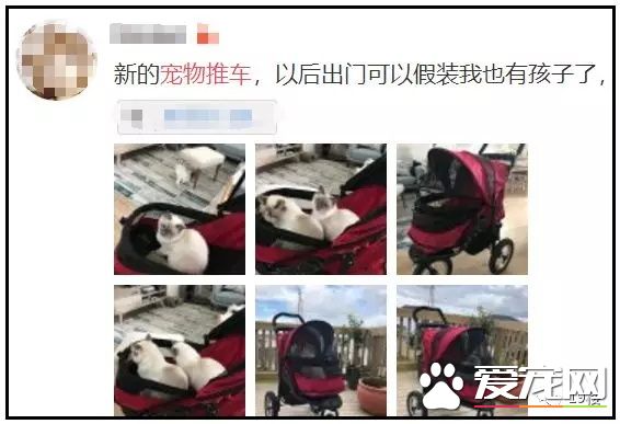 杭州一商场推出“宠物推车”，是人性化还是侵犯顾客权益？