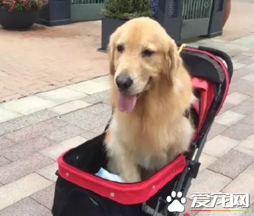 杭州一商场推出“宠物推车”，是人性化还是侵犯顾客权益？