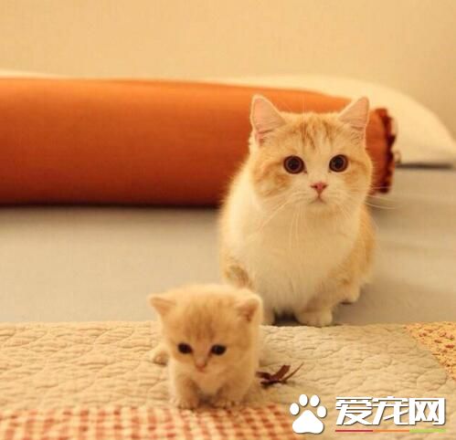 一大一小两只萌货，好想摸一摸