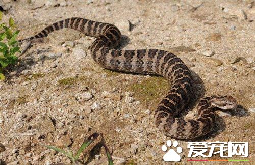 错认腹蛇为蜥蜴 澳洲男被腹蛇连咬5口未死