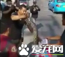 蟒蛇竟也会怕冷 3公尺长巨蟒钻引擎盖取暖