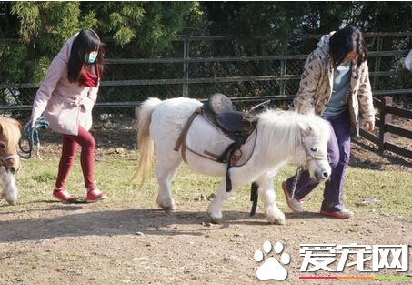 寿山动物园迷你马咬伤女童 原来误会一场