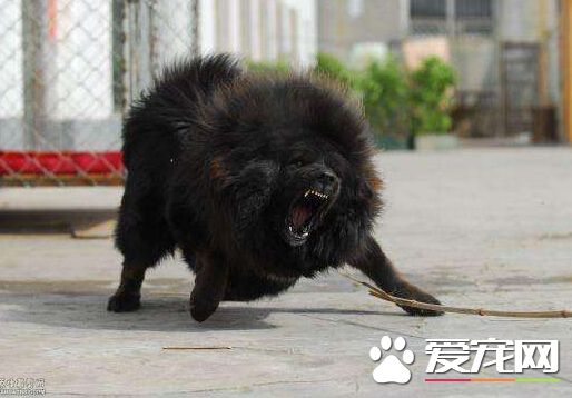 逮捕嫌疑人 伦敦五名警察惨遭恶狗咬伤