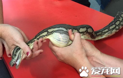 大蟒蛇活吞整个网球 护士徒手奋力挤出