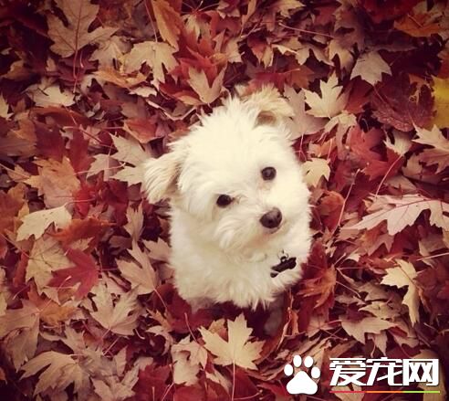 落叶堆里的小萌狗