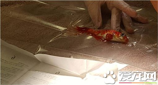 为了救20岁老金鱼 饲主一家砸重金动手术