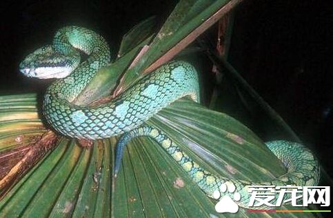 老翁不慎被眼镜蛇咬伤 70公里终寻得血清