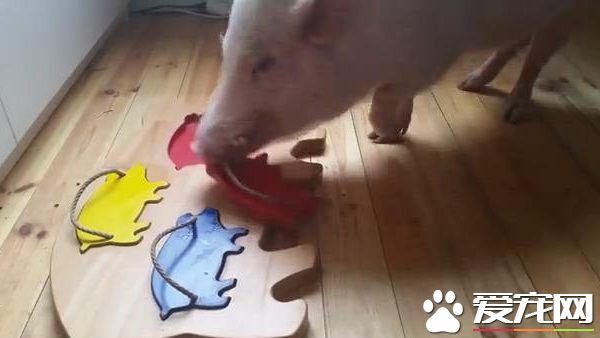 德国宠物小猪玩拼图 1分钟之内完成