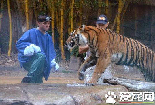澳昆士兰动物园又发生老虎咬伤驯兽师事故