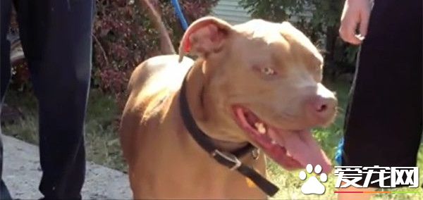 舔醒失聪小主人 美宠物狗火灾中救人