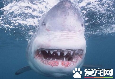 2名男子在美佛州海岸游泳 不慎被鲨鱼咬伤